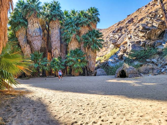 겨울에도 반바지 차림으로 인디언계곡 탐방에 나선 사람들. 팜트리 숲은 생각보다 넓고 길었다.