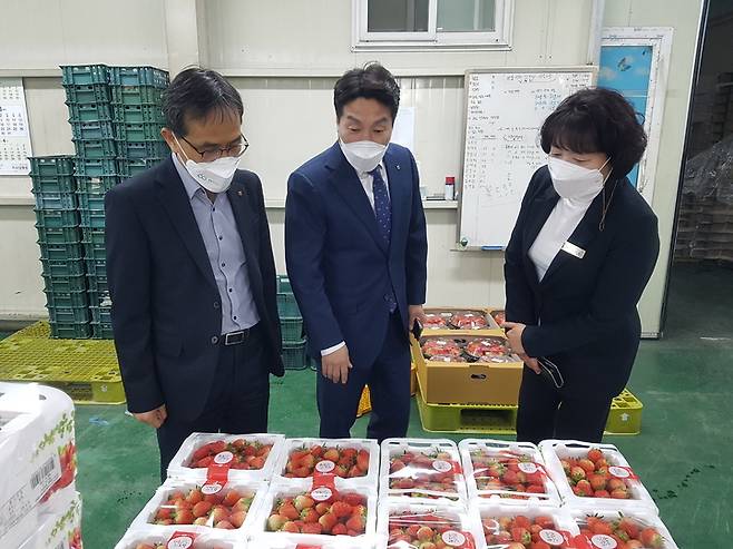 [진주=뉴시스] 농협중앙회 진주시지부 딸기 선별장 점검. *재판매 및 DB 금지