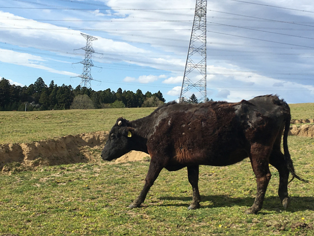 ▲ 나미에 지역에 있는 희망목장에서 만난 소. 이곳 목장에는 약 150마리의 소가 아직도 살고 있다. 뒤로는 사고 발생 전까지 도쿄전력 후쿠시마 제1원전에서 만들어진 전기를 도쿄로 보내던 송전탑이 보인다. ⓒ정주하