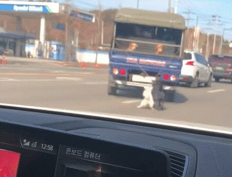 강아지 2마리를 매단 채 트럭을 운전하고 있는 차주.(사진=온라인 커뮤니티)
