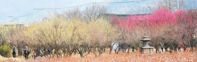 인흥마을 드넓은 목화밭 너머로 홍매화와 백매화가 피어난 모습. 목화밭은 인흥마을의 남평문씨가 중국에서 목화를 들여온 문익점의 후손이라는 연유로 조성한 것이다.