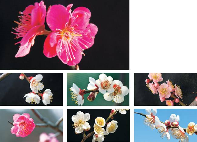 정옥임 씨가 접붙여서 길러낸 내로라하는 명매 후계목의 매화. 왼쪽부터 화엄사 화엄흑매, 송광사 송광매, 산청 정당매, 백양사 고불매, 통도사 자장매, 화엄백매, 안동 도산매. 모두 정 씨가 찍은 사진이다.