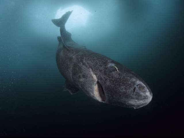 바다에서 헤엄치는 그린란드 상어의 모습