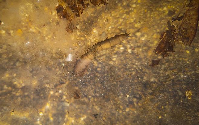 권혁재 핸드폰사진관/ 각다귀 애벌레