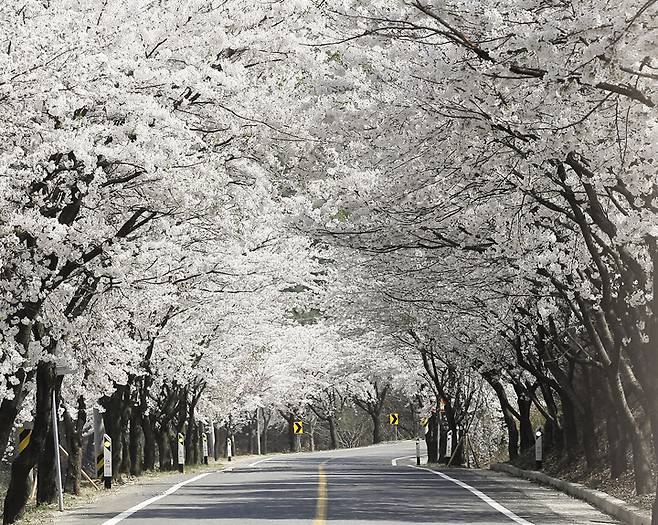 [서울=뉴시스]청양 장곡사 벚꽃길 (사진 = 청양군청) 2022.3.23. photo@newsis.com *재판매 및 DB 금지