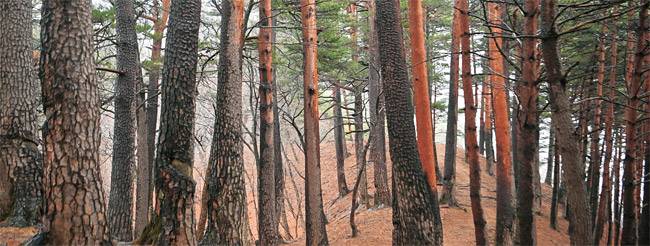 준경묘의 금강송이 붉은 수피를 드러내고 있다. 준경묘 뒤쪽에는 황장산 능선의 백두대간으로 이어지는 길이 있다. 이 길에 ‘대왕소나무’가 있다고 해서 찾아들어 갔는데, 발견할 수 없었다. 알고 보니 대왕소나무란 한 그루 나무가 아닌 일대의 금강송 거목 군락을 통칭해 부르는 이름이었다.