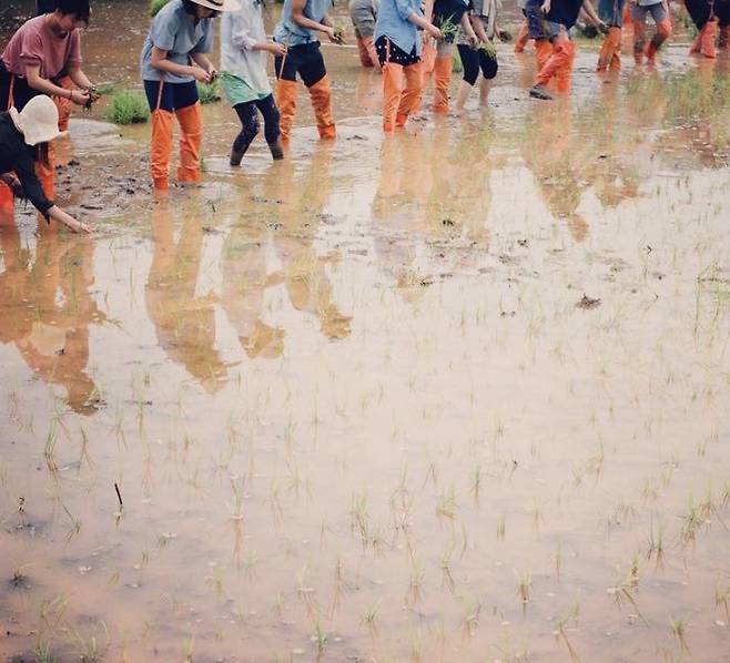 김수향 대표는 수카라, 큔의 손님들과 함께 우보농장의 토종쌀 모내기를 같이 한다. 사진=큔인스타그램