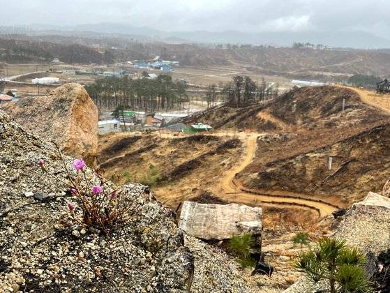 거뭇거뭇한 바위 틈에서 진달래꽃이 피어난 모습.