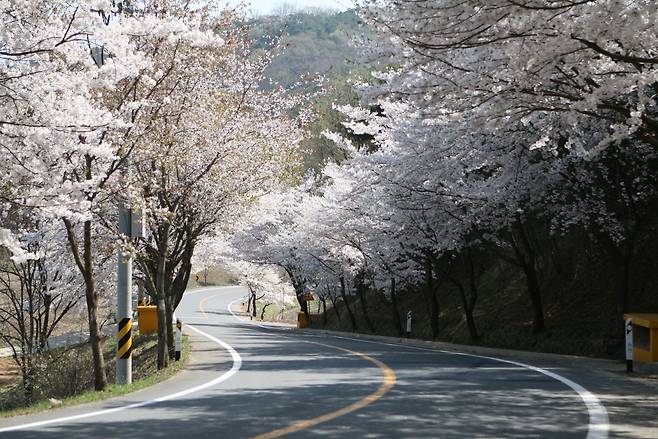곡선 구간이 많은 장곡사 벚꽃길. 청양군청 제공