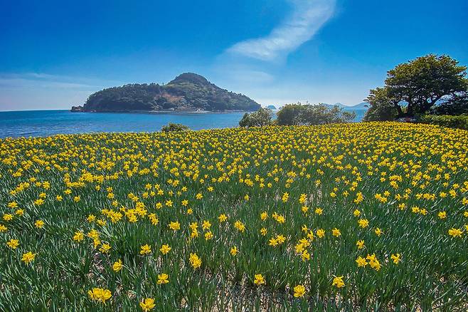공곶이에서 바라본 수선화 꽃밭과 내도. 거제시청 제공