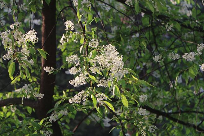 4~5월 귀룽나무꽃.