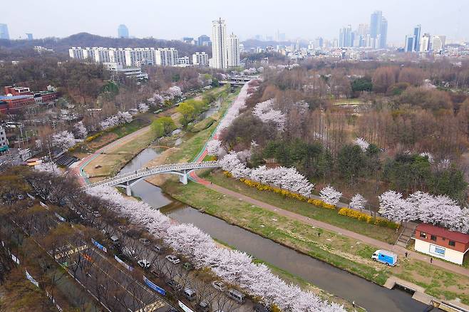 양재천 제방의 산책로에 벚꽃이 만개한 모습. 사진 서초구청