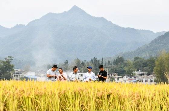 중국 구이저우 성의 논에서 벼가 누렇게 익어가고 있다. 신화=연합뉴스