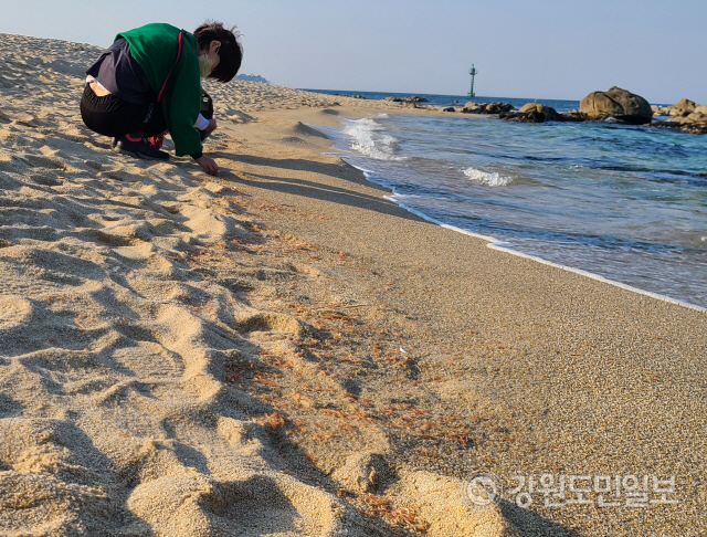 ▲ 4일 오후 강릉시 영진해변 백사장에서 파도에 밀려 나온 난바다곤쟁이가 집단으로 죽은 채 발견됐다. 주민들이 이날 비닐봉투를 갖고 나와 난바다곤쟁이를 주워 담는 진풍경이 벌어지기도 했다. 이연제