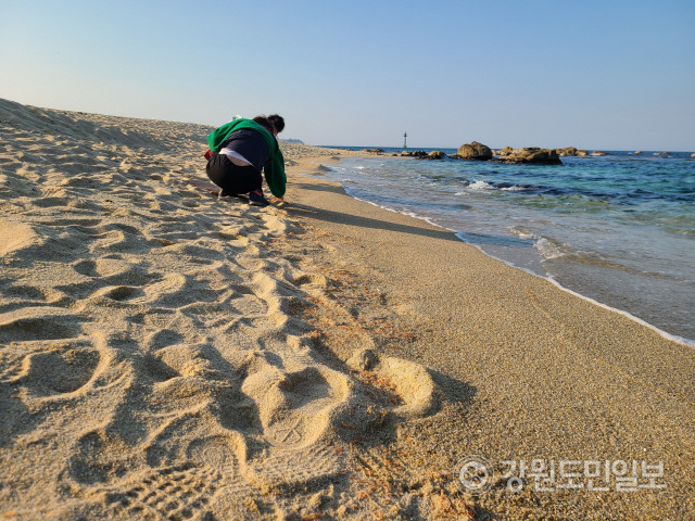 ▲ 4일 오후 강릉시 영진해변 백사장에서 파도에 밀려 나온 난바다곤쟁이가 집단으로 죽은 채 발견됐다. 주민들이 이날 비닐봉투를 갖고 나와 난바다곤쟁이를 주워 담는 진풍경이 벌어지기도 했다. 이연제