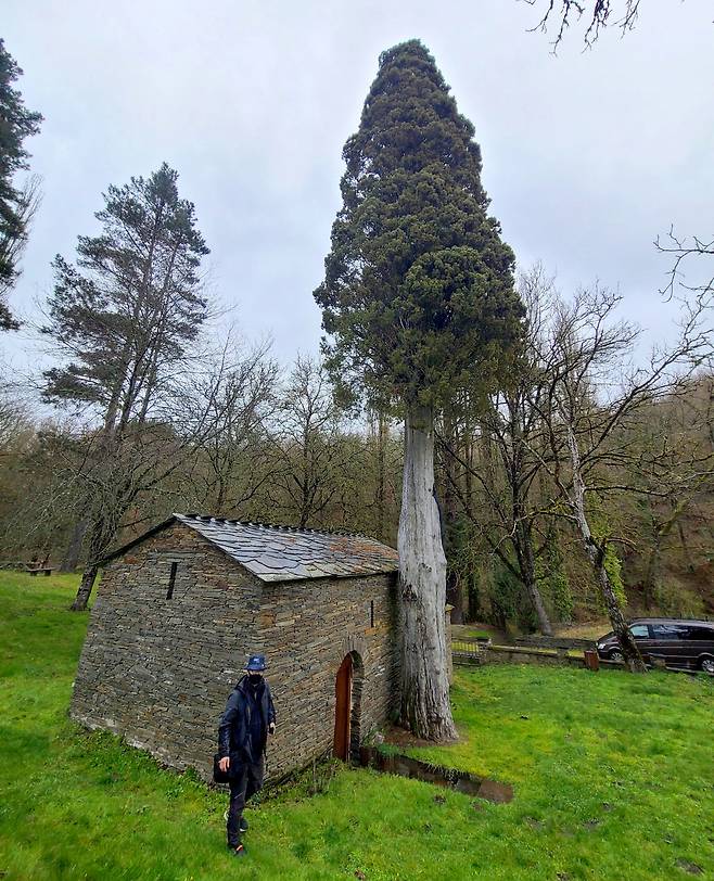 사모스 수도원에서 멀지 않은 작은 채플 옆 500살된 사이프러스에 들러, 반드시 한번 껴안아주고 가야 한다. 그러면 순례길 걷는 동안 발병은 없다고 한다. ‘10리도 못가서 발병난다’는 아리랑 가사가 생각나는 나무다.