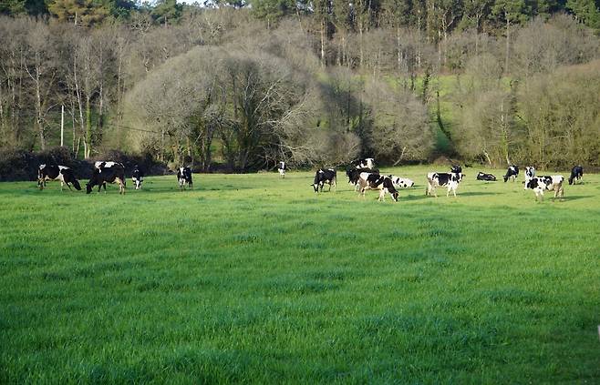 아르수아 일대 부터 광범위하게 이어지는 콤포스텔라(별빛 들판 초원) 지대는 기쁨의 언덕 ‘몬테 고소’~산티아고 데 콤포스텔라까지 끊임없이 이어진다.