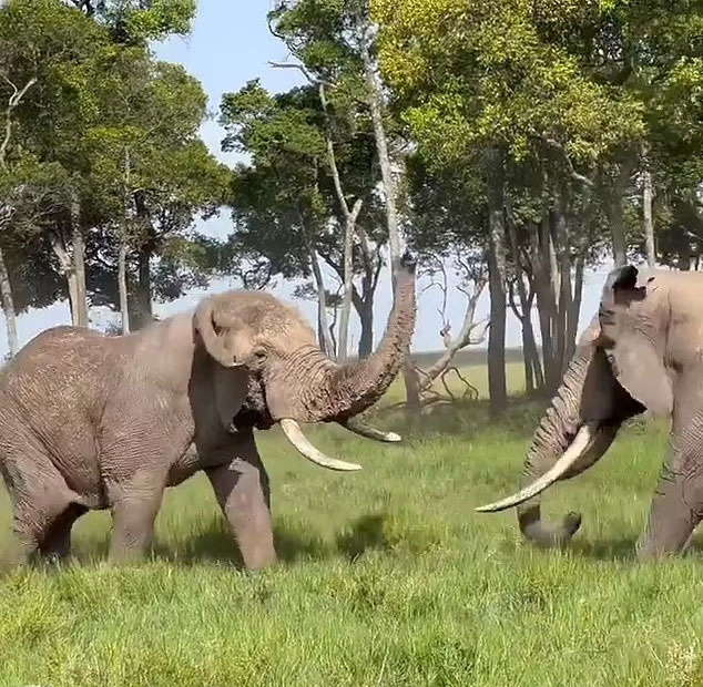 카메라 시선에서 왼쪽에 있는 코끼리는 코를 치켜세우고 경쟁자를 향해 돌진했다.