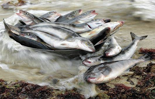 국산 임연수어와 수입산 임연수어는 엄연히 다른 종이다