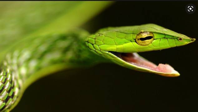 인상적인 눈을 한 긴코채찍뱀. 밝은 색깔과 우스꽝스러운 이미지 때문에 친근한 인상을 주지만 여느 뱀과 마찬가지로 치명적인 사냥꾼이다. /인도 정부 홈페이지
