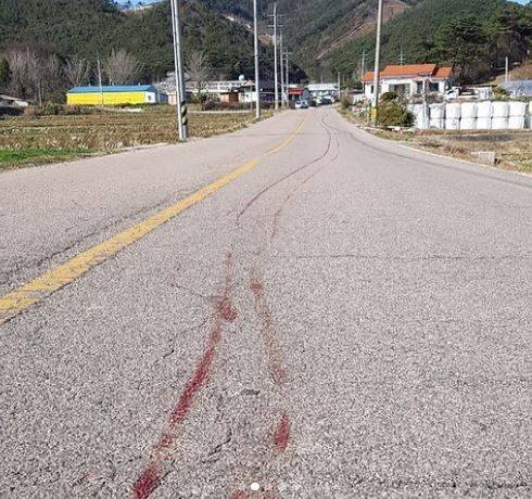 영상 속 강아지가 지나간 자리/ 동물권단체 케어