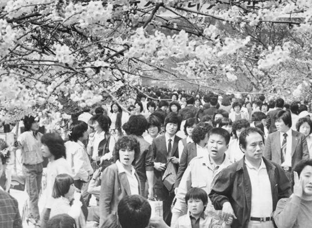 1982년 4월 22일 창경궁을 찾은 시민들이 벚꽃놀이를 즐기고 있다. 한국일보 자료사진