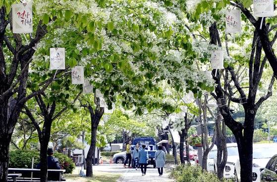 대전 유성구 봉명동 일대 유성 온천로에 이팝나무꽃이 만개해 있다. 프리랜서 김성태