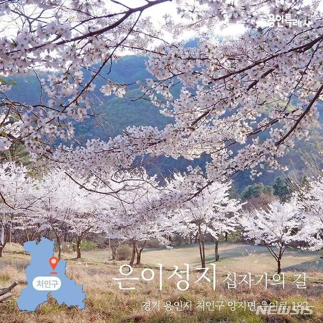 은이성지 십자가의 길 벚꽃. (사진제공=용인시)
