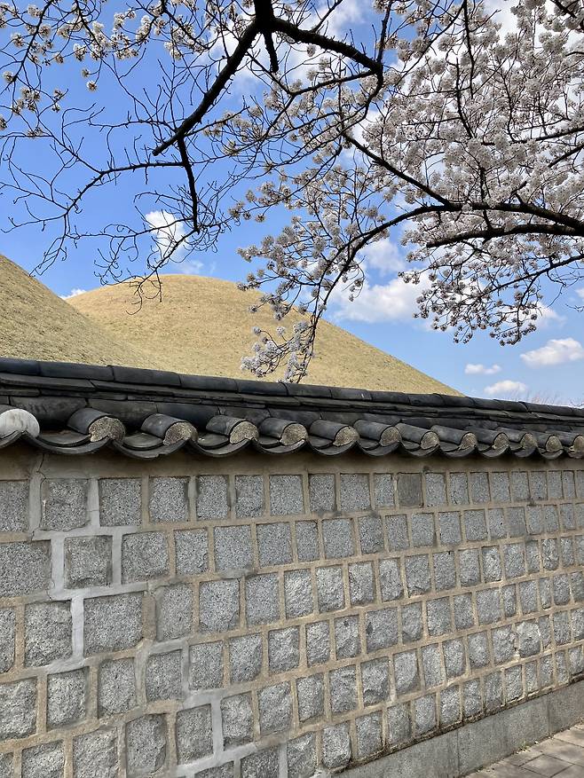 애플 아이폰SE 3세대로 촬영한 사진. /김양혁 기자