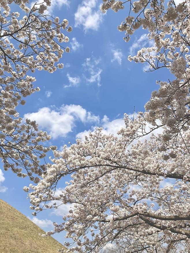 애플 아이폰SE 3세대로 촬영한 사진. /김양혁 기자