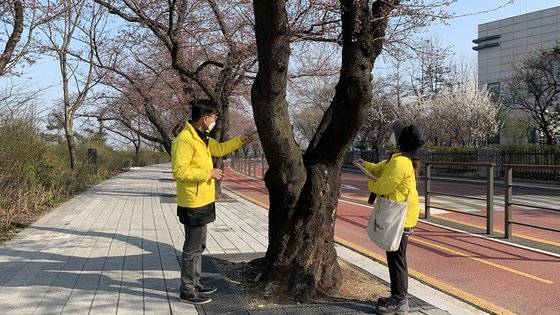 지난 4일 왕벚프로젝트2050의 회원들이 서울 영등포구 여의도에 핀 벚나무들을 대상으로 생태조사를 하고 있다. [출처 왕벚프로젝트2050 제공]