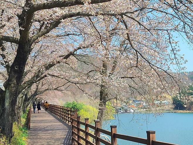 정지용,육영수가 나고 자란 옥천 교동 저수지옆 구읍벚꽃길에 벚꽃이 절정기를 맞고 있다.