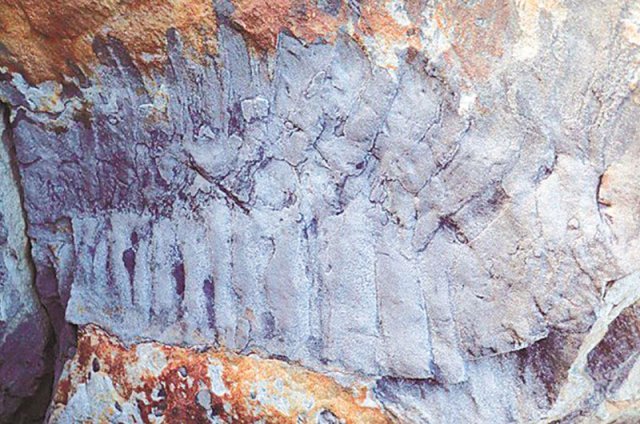 영국 북동부에서 발견된 아르트로플레우라 화석. 노래기가 탈피를 하며 남긴 껍데기 일부가 화석이 된 것으로 추정된다. 닐 데이비스 교수·폴 마레크 교수 제공