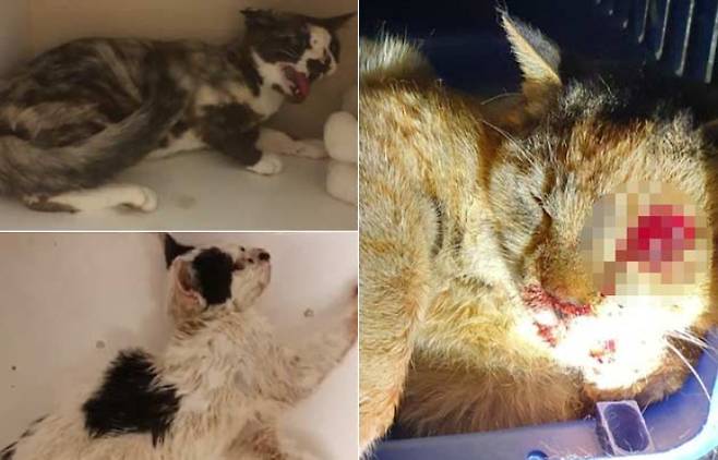 학대 당한 고양이들. 제보자 제공