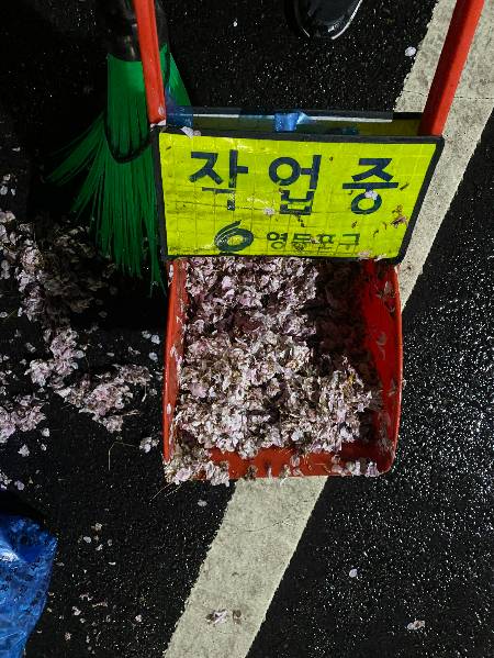벚꽃은 늘 낭만일 거라 여겼고, 누군가 치우는 일의 묵직함에 대해선 차마 생각하지 못했다./사진=남형도 기자