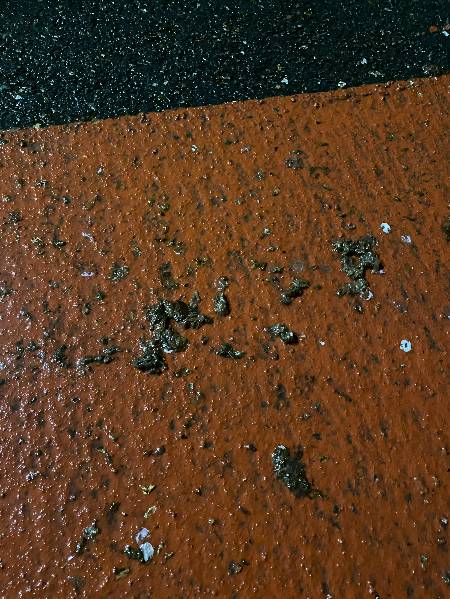 배변도, 흙도 아닌 벚꽃잎이 변한 거라고 했다./사진=남형도 기자