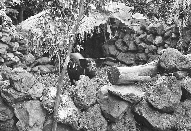 제주의 돗통시 (제주=연합뉴스) 옛날 제주에는 집집마다 '돗통시'가 있었다. '돗'은 돼지를, '통시'는 뒷간을 뜻하는 말로 돗통시는 돼지우리와 화장실을 겸한 공간이다. 2022.4.17 [문화체육관광부 국립민속박물관 제공, 재판매 및 DB 금지]