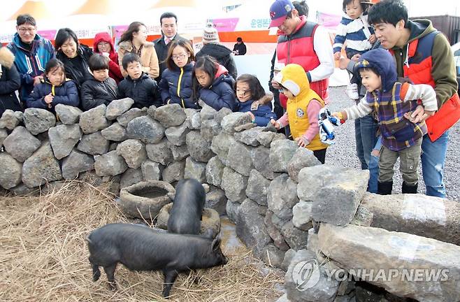 "이게 제주 똥돼지구나" 돗통시 체험 [연합뉴스 자료사진]