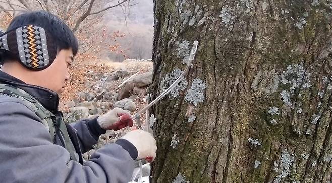 지리산에서 3대째 고로쇠 수액을 채취 중인 농업법인 지리산사람들 문효성 대표, [지리산TV 유튜브 영상 캡처]