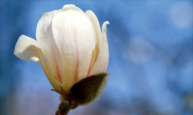 목련꽃이 북쪽을 향해 피는 것은 따뜻한 햇살을 먼저 받는 남쪽 꽃잎부터 부풀어오르기 때문이다.