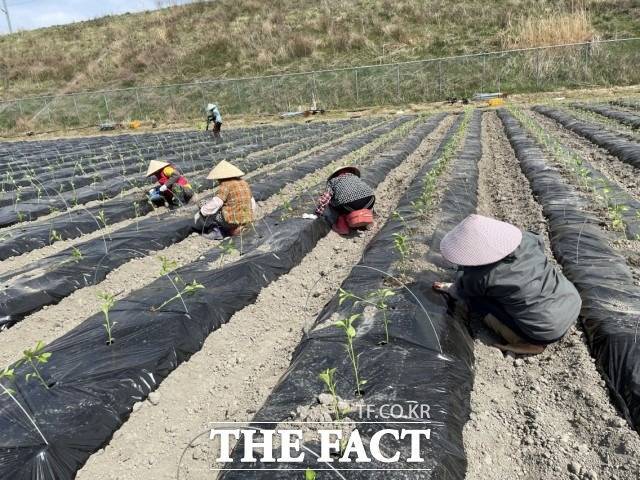 정읍시농업기술센터 관계자는 “이상기후로 인한 갑작스러운 저온으로 정식 초기 냉해와 함께 뿌리 활착 지연에 따른 생리장해와 병해충 발생이 우려되기 때문에 예방에 각별히 유의해야 한다”고 말했다. / 정읍시 제공