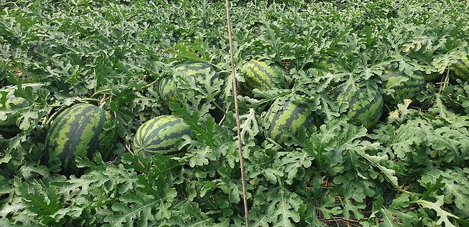 창원수박 [창원시 제공. 재판매 및 DB 금지]