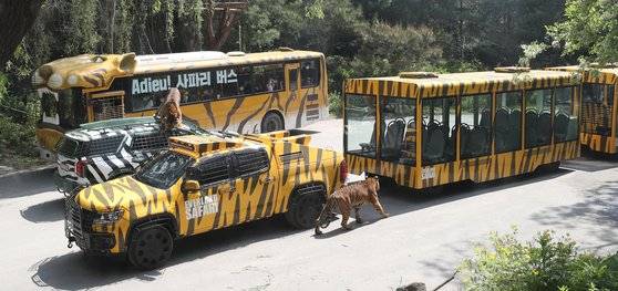 에버랜드는 지난해 5월 일반 버스로 운행하던 기존 사파리 버스를 대신해 관람창 전체가 통창으로 된 객차 형식의 트램을 도입했다. 뉴스1