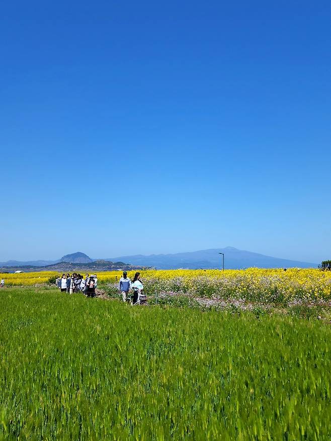 가파도 청보리와 유채꽃