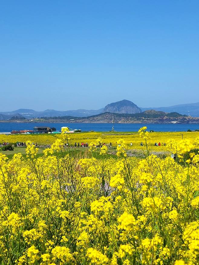 가파도 소망전망대 유채꽃과 산방산