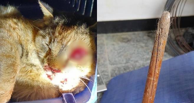 동탄 길고양이 학대를 최초로 알린 제보자는 만삭인 길고양이 삼색이(왼쪽)의 눈을, 학대범이 나무 봉(오른쪽)으로 터트렸다고 했다. 대다수가 잔혹하고 끔찍하다고, 보기 힘들다고 한다. 그러나 똑바로 보고 행동해야만 한다. 왜 자꾸 이런 일이 벌어지는지, 어떻게 하면 그 다음 학대범을 기어코 막을 수 있을지./사진=동탄 길고양이 학대 최초 제보자님 제공
