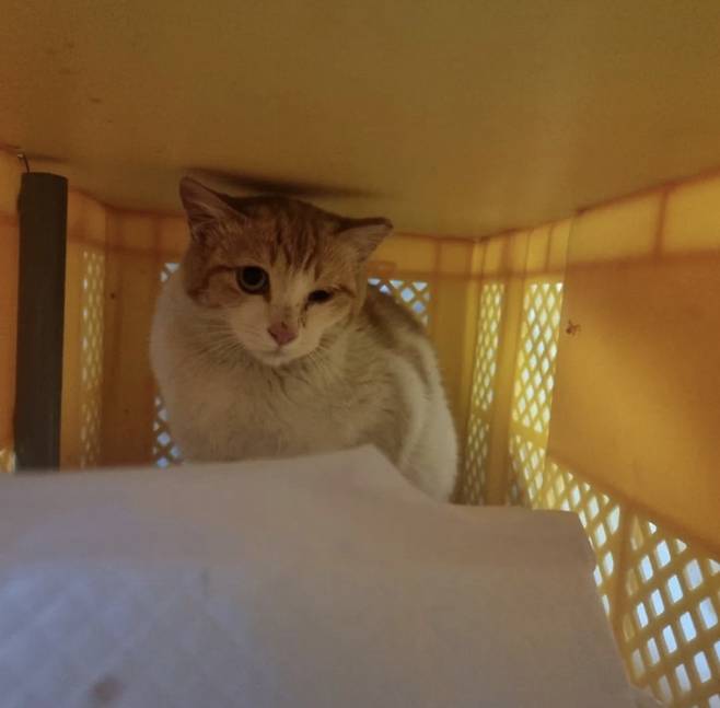 동탄 학대 현장서 구조한 고양이. 죽이는 놈도 있지만, 살리려 애쓰는 분들도 있다.  자발적인 시민 감시, 최소한의 처벌 하한선, 실제 처벌만이 또 다른 학대 범죄를 막을 수 있다. 잔혹하게 숨진 모든 고양이들의 넋을 빌며./사진=동탄 길고양이 학대 최초 제보자님 제공