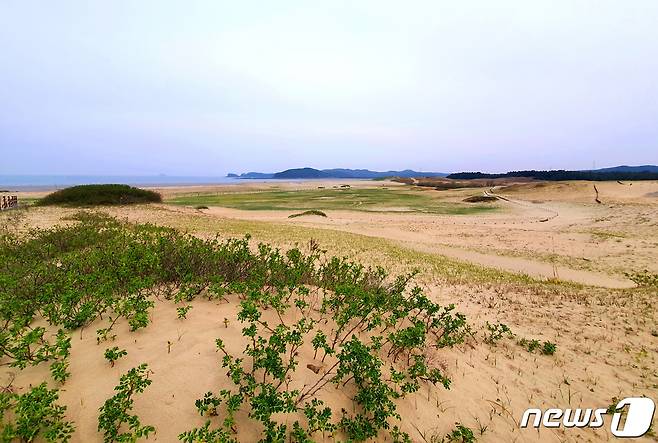 신두리 사구 전경. 가까이 막 새잎을 틔운 해당화. 멀리 신두리 바다와 맨 끝의 학암포 © 뉴스1