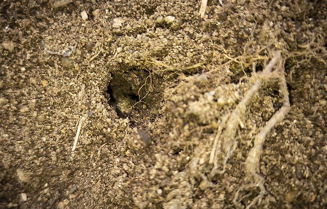 권혁재 핸드폰사진관/장수풍뎅이 애벌레가 퇴비 더미 안으로 파들어간 구멍