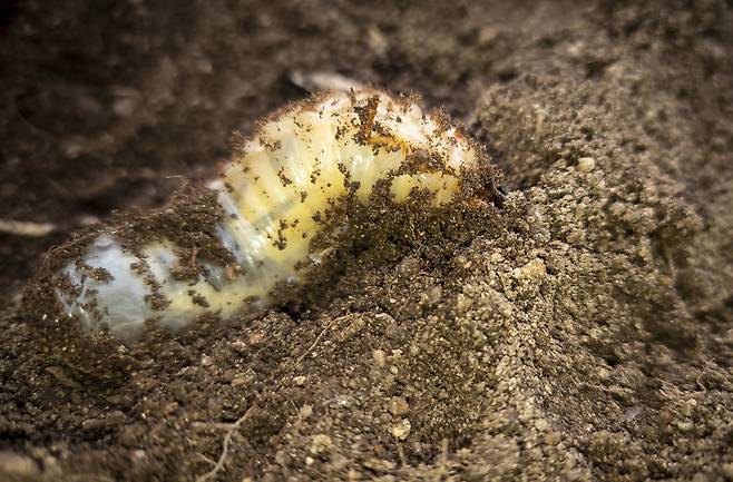 권혁재 핸드폰사진관/장수풍뎅이 애벌레